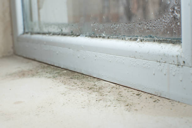 Mold Remediation for Specific Building Types